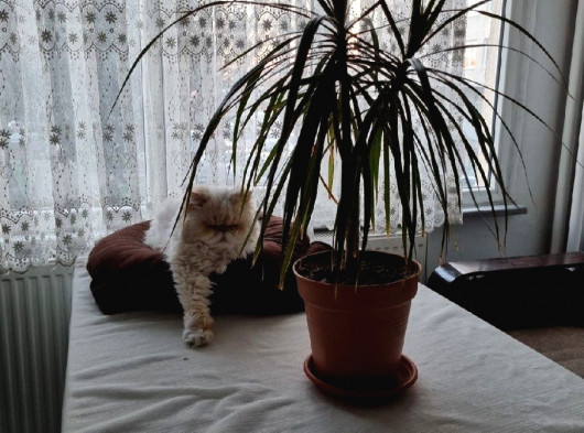 SAHİBİNDEN MERTER' DE KLİMALI KOMBİLİ GÜNEY CEPHE KİRALIK DAİRE